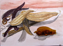 aquarelles